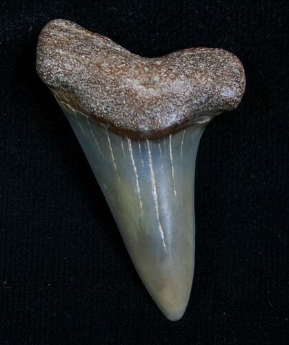Fossil Giant Mako Shark Tooth - Virginia #5549